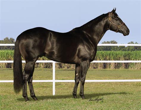 If you are looking for horses with today&x27;s top bloodlines, including Dash For Perks, Seattle Slew, Raise Your Glass, Indians Image, Blushing Bugs, Easy Jet, Jet Deck, Rare Bar, Dash For Cash, and Firewaterontherocks as well as more old greats - look no further. . Jet black quarter horses for sale